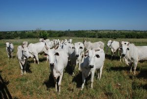 Mercado do boi gordo encerra semana de olho na China e com preços estáveis; saiba mais