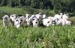Brasil projeta redução de até 92,6% nas emissões da pecuária até 2050