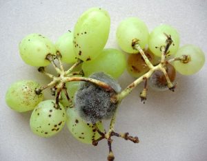 Pesquisa amplia potencial de fungo contra uma das doenças mais destrutivas da agricultura